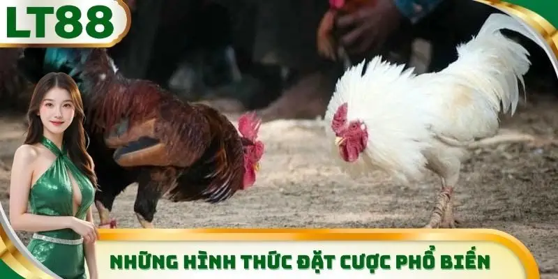 Một vài hình thức đặt cược vô cùng phổ biến tại sảnh đá gà LT88