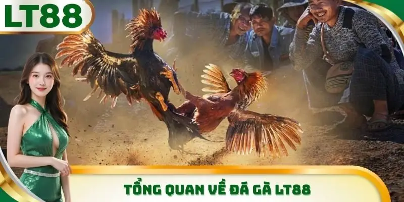 Một vài thông tin cơ bản cần biết về sảnh đá gà LT88