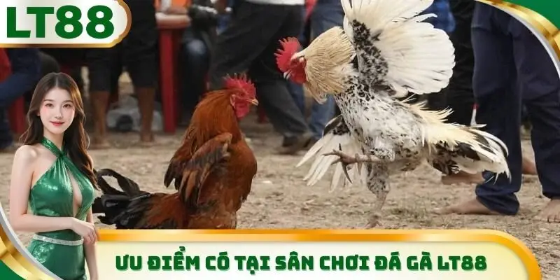 Những điểm cực kỳ nổi bật mà sảnh đá gà LT88 mang đến cho thành viên